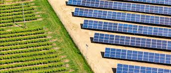 Απειλείται ελληνικός αμπελώνας από ανεξέλεγκτη διασπορά φωτοβολταϊκών