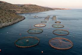 ΦΆΡΜΑΚΑ ΚΑΙ  ΙΧΘΥΟΚΑΛΛΙΕΡΓΕΙΕΣ ..   ΠΩΣ ΄΄ΑΓΩΝΙΖΟΜΑΣΤΕ΄΄ ΣΤΗΝ ΣΑΛΑΜΙΝΑ  – Απο τον Φιλιππο Καρακωστα