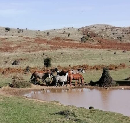 Εγκληματούν σε περιοχή Νatura 2000 στο Λεόντιο του Παναχαϊκού