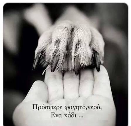 Αγαπάμε τα ζώα.  Δεν τα λατρεύουμε. Δεν τα υιοθετούμε.Του  Μυργιώτη  Παναγιώτη
