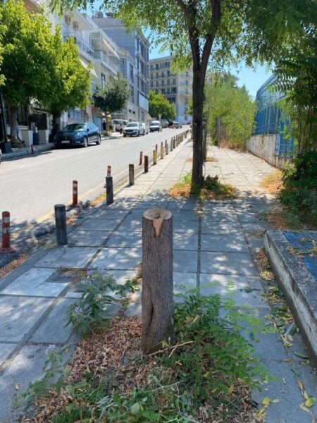 Γιατί «ακρωτηριάζουν» τα δέντρα στις πόλεις