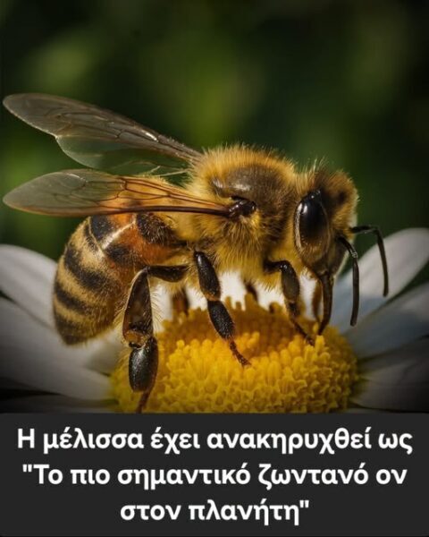 Οι μέλισσες ανακηρύχθηκαν το πιο πολύτιμο είδος στη Γη